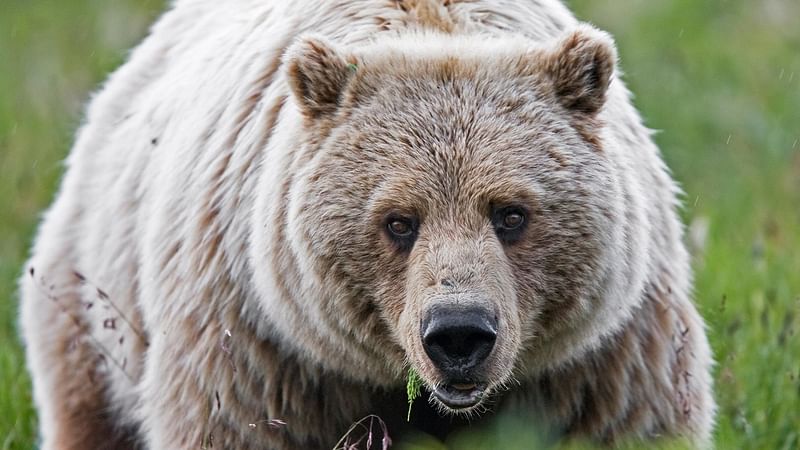 There is a higher chance of men attacking women than a bear.